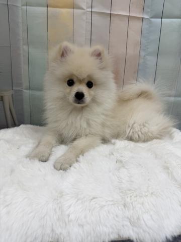 新潟県のポメラニアン (ペットアミ 十日町店/2026年3月7日生まれ/男の子/クリーム)の子犬の2枚目の画像