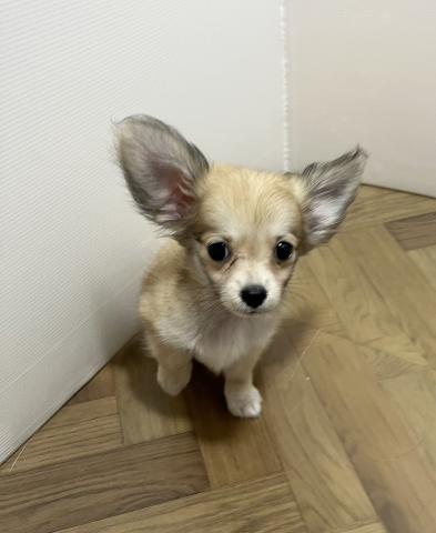 MIX犬ハーフ(チワワ×ダックス)