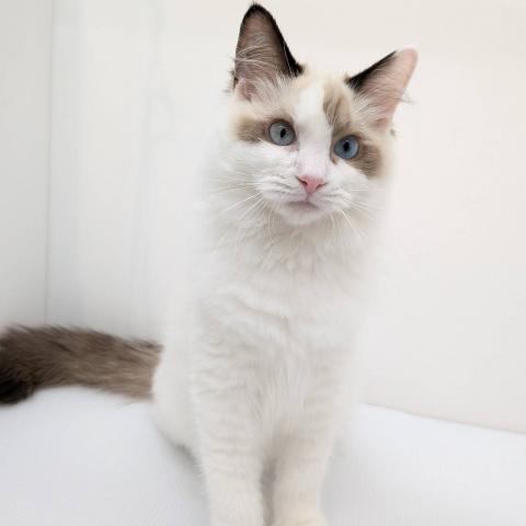 ラグドール子猫