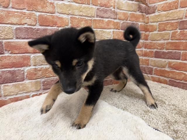 豆柴犬