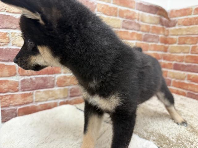 豆柴犬