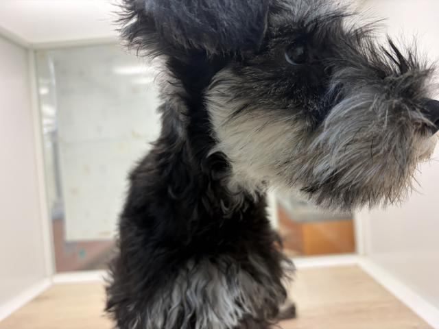 ミニチュアシュナウザー