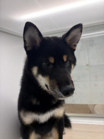 柴犬