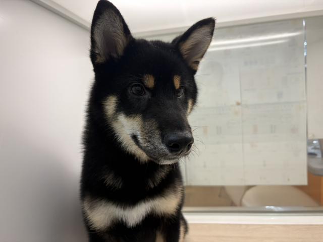 柴犬