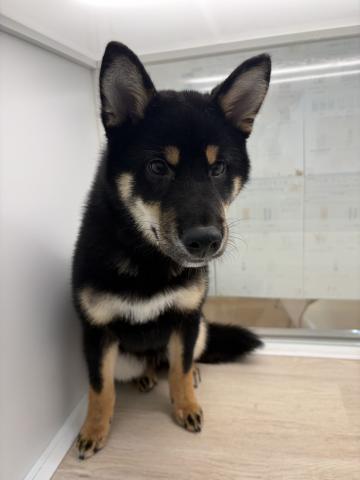 柴犬