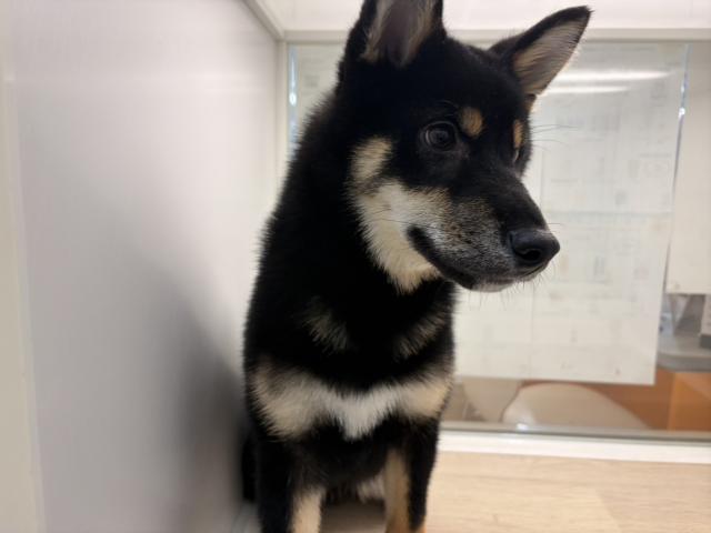 柴犬