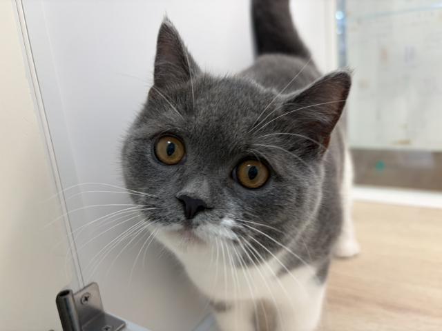ブリティッシュショートヘア