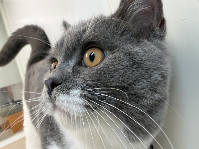 ブリティッシュショートヘア