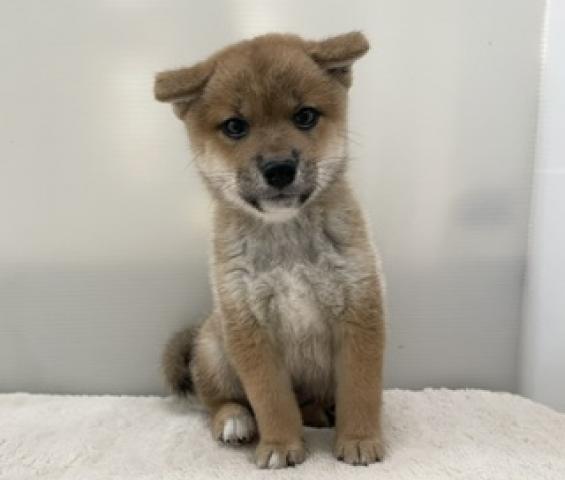 柴犬