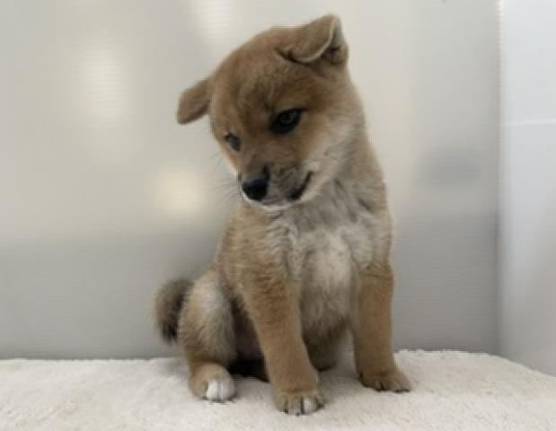柴犬