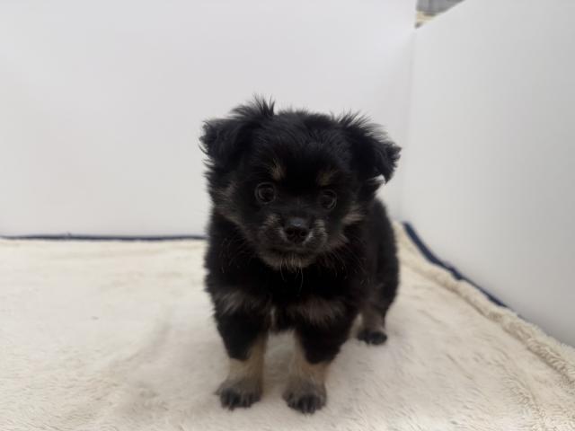 三重県のハーフ犬・ミックス犬 (ペットアミ 松阪店/2026年5月24日生まれ/男の子/ブラックタン)の子犬の2枚目の画像