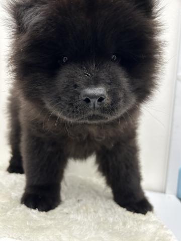 和歌山県のチャウチャウ (ペットアミ 那賀店/2026年6月6日生まれ/男の子/ブラック)の子犬の2枚目の画像