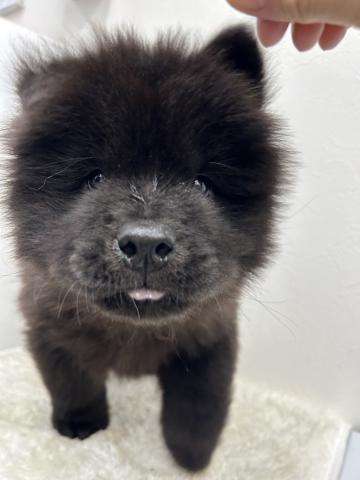 和歌山県のチャウチャウ (ペットアミ 那賀店/2026年6月6日生まれ/男の子/ブラック)の子犬の3枚目の画像