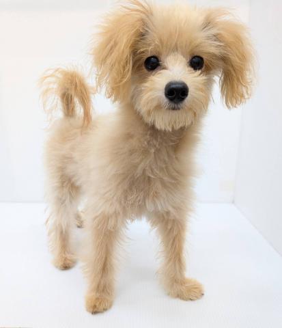 MIX子犬