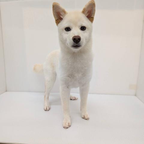 柴犬子犬
