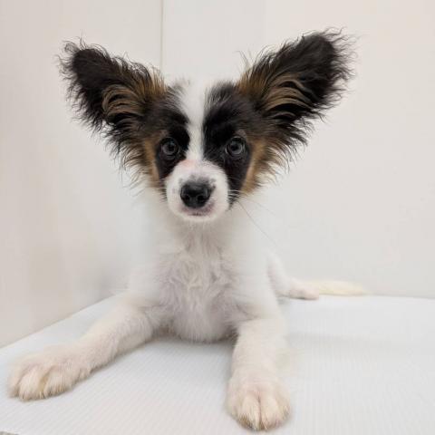 パピヨン子犬