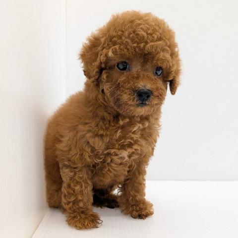 トイプードル子犬