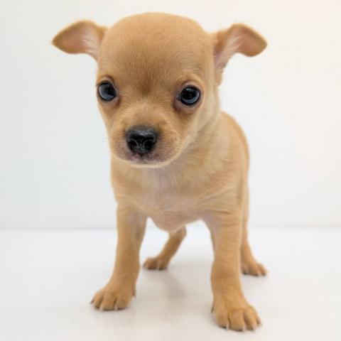 チワワ(スムースコート)子犬