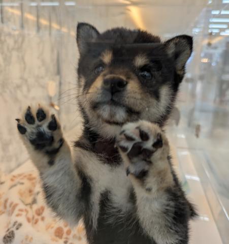 埼玉県の柴犬豆柴 (NICO PET 三郷店/2026年6月6日生まれ/女の子/ブラック)の子犬の2枚目の画像