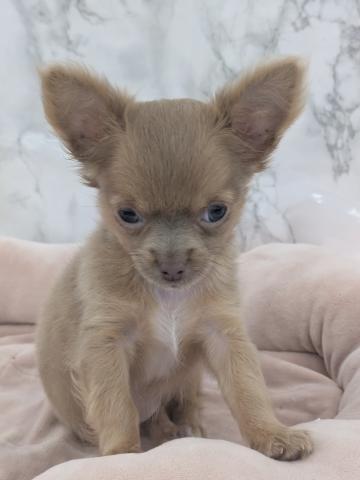 埼玉県のチワワ(ロング) (NICO PET 三郷店/2026年5月21日生まれ/女の子/イザベラ)の子犬の1枚目の画像