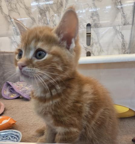 埼玉県のアメリカンショートヘアー (NICO PET 三郷店/2026年5月31日生まれ/男の子/レッドタビー)の子猫の1枚目の画像