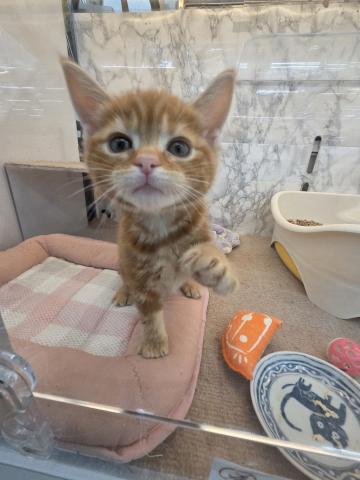 埼玉県のアメリカンショートヘアー (NICO PET 三郷店/2026年5月31日生まれ/男の子/レッドタビー)の子猫の4枚目の画像