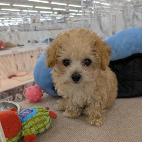 埼玉県のトイプードル(トイ) (NICO PET 三郷店/2026年4月25日生まれ/男の子/アプリコット)の子犬の1枚目の画像