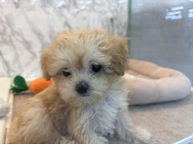 埼玉県のハーフ犬・ミックス犬 (NICO PET 三郷店/2026年4月19日生まれ/男の子/アプリコット)の子犬の1枚目の画像