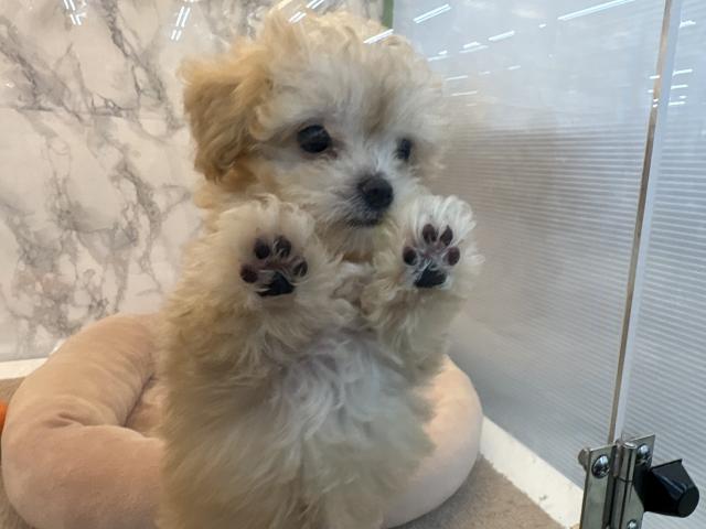 埼玉県のハーフ犬・ミックス犬 (NICO PET 三郷店/2026年4月19日生まれ/男の子/アプリコット)の子犬の2枚目の画像