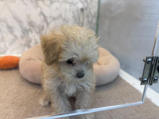 埼玉県のハーフ犬・ミックス犬 (NICO PET 三郷店/2026年4月19日生まれ/男の子/アプリコット)の子犬の3枚目の画像
