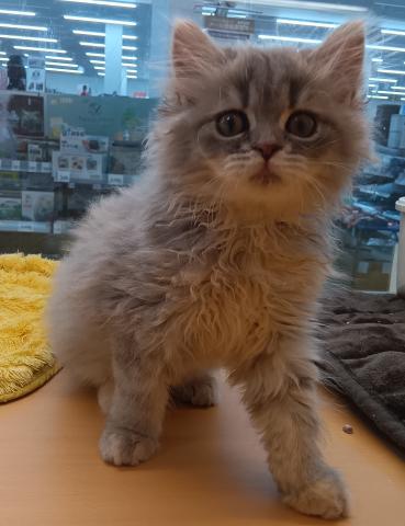 新潟県のサイベリアン (ペットアミ 六日町店/2026年5月28日生まれ/女の子/ブルータビー)の子猫の2枚目の画像