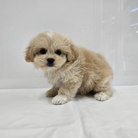 大阪府のハーフ犬・ミックス犬 (NICO PET Select 和泉中央店/2026年5月16日生まれ/女の子/クリームホワイト)の子犬の2枚目の画像