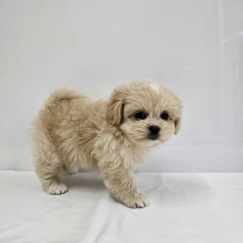 大阪府のハーフ犬・ミックス犬 (NICO PET Select 和泉中央店/2026年5月16日生まれ/女の子/クリームホワイト)の子犬の3枚目の画像