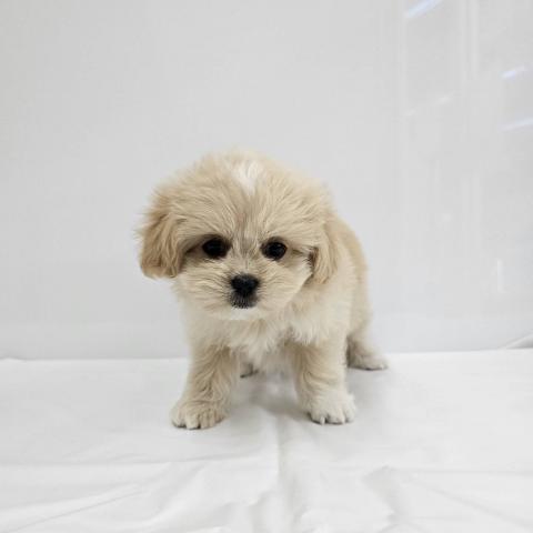 大阪府のハーフ犬・ミックス犬 (NICO PET Select 和泉中央店/2026年5月16日生まれ/女の子/クリームホワイト)の子犬の4枚目の画像