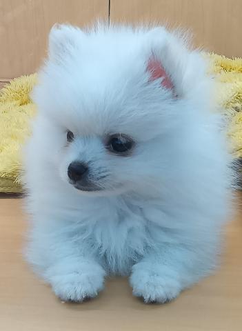 新潟県のポメラニアン (ペットアミ 六日町店/2026年2月13日生まれ/男の子/クリーム)の子犬の2枚目の画像