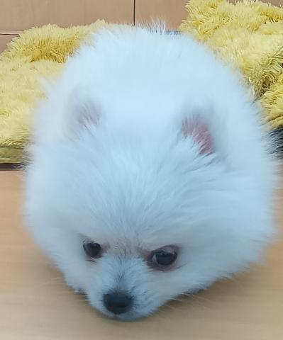 新潟県のポメラニアン (ペットアミ 六日町店/2026年2月13日生まれ/男の子/クリーム)の子犬の3枚目の画像