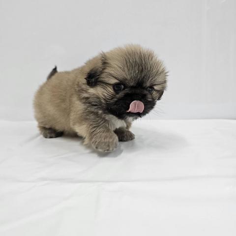 大阪府のペキニーズ (NICO PET Select 和泉中央店/2026年4月10日生まれ/女の子/フォーン)の子犬の4枚目の画像