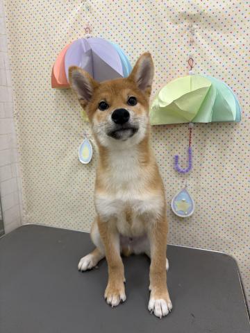 柴犬