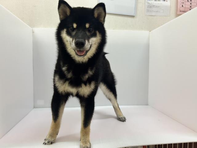 柴犬