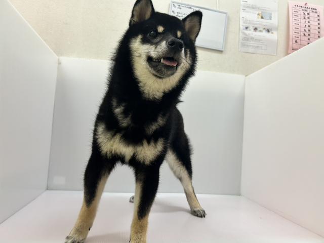 千葉県の柴犬(標準サイズ) (ペットアミ 館山店/2025年12月19日生まれ/女の子/ブラック)の子犬の2枚目の画像