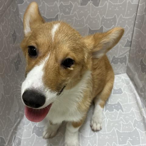 ウェルシュコーギーペンブローク