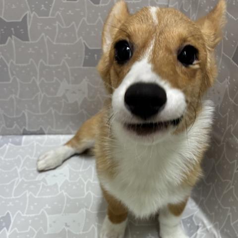 ウェルシュコーギーペンブローク