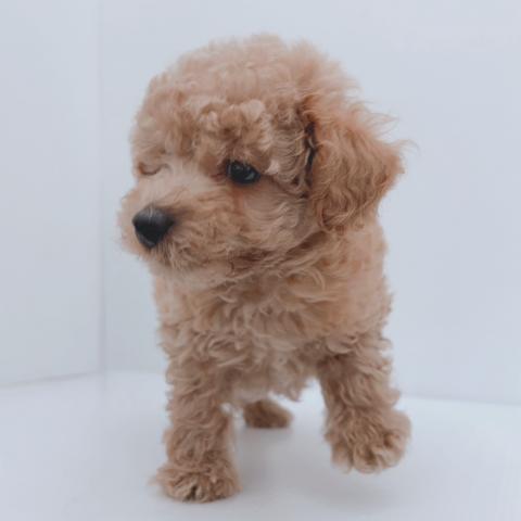 新潟県のトイプードル(トイ) (ペットアミ 新津店/2026年4月23日生まれ/男の子/レッド)の子犬の4枚目の画像