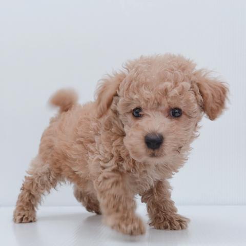 新潟県のトイプードル(トイ) (ペットアミ 新津店/2026年4月23日生まれ/男の子/レッド)の子犬の1枚目の画像