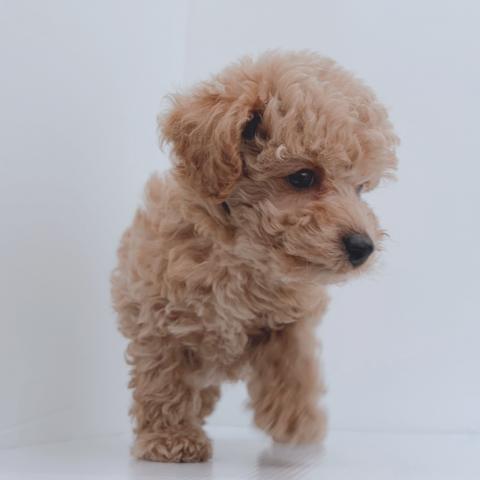 新潟県のトイプードル(トイ) (ペットアミ 新津店/2026年4月23日生まれ/男の子/レッド)の子犬の2枚目の画像