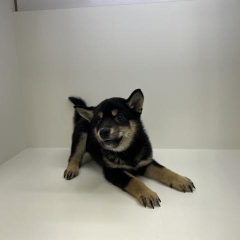 奈良県の柴犬(標準サイズ) (ペットアミ 田原本店/2026年5月16日生まれ/女の子/ブラック)の子犬の3枚目の画像