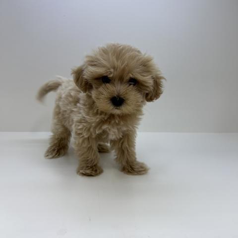 奈良県のハーフ犬・ミックス犬 (ペットアミ 田原本店/2026年5月20日生まれ/男の子/アプリコット)の子犬の1枚目の画像