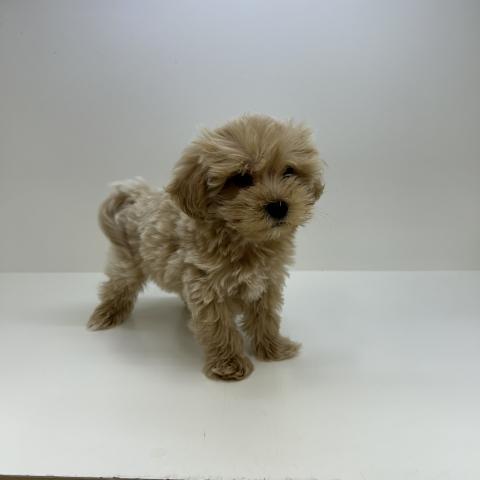 奈良県のハーフ犬・ミックス犬 (ペットアミ 田原本店/2026年5月20日生まれ/男の子/アプリコット)の子犬の2枚目の画像