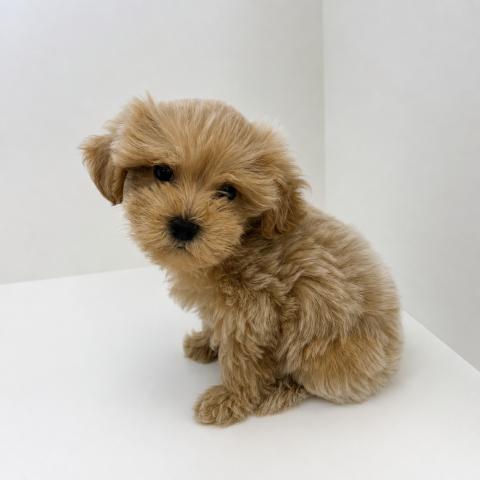 奈良県のハーフ犬・ミックス犬 (ペットアミ 田原本店/2026年5月20日生まれ/男の子/アプリコット)の子犬の3枚目の画像