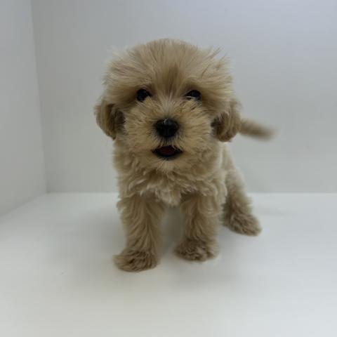 奈良県のハーフ犬・ミックス犬 (ペットアミ 田原本店/2026年5月20日生まれ/男の子/アプリコット)の子犬の4枚目の画像